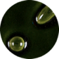Maiolica
